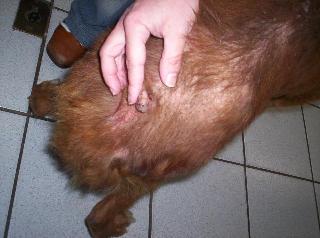 Tumor