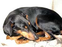 Zahara