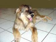 Abelardo