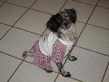 Belinha