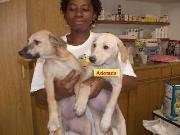 Regininha
