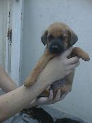 Menino da Lola