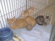 Gatinhos amarelinhos