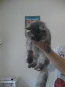 Margarida