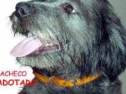 Pacheco