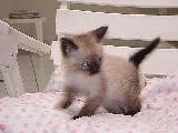 Tom�s