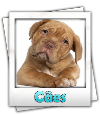 caes