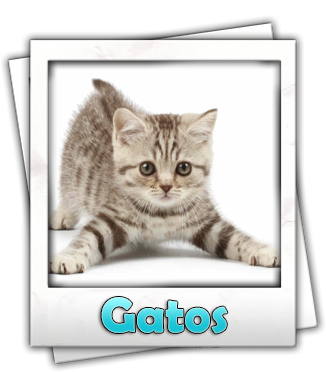 gatos