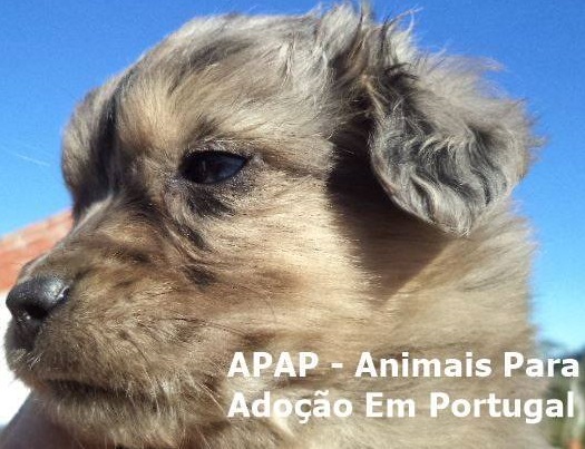 parceiro 4