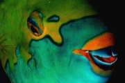 Parrot Fish