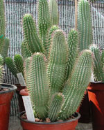 How to use Hoodia to supress appetite