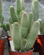 Hoodia. Pillole di erbe naturali hoodia di dieta che arrestano l'appetito.