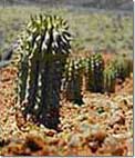 Hoodia. Herbal weight loss.