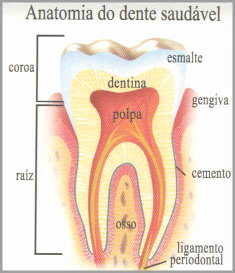Anatomia do Dente