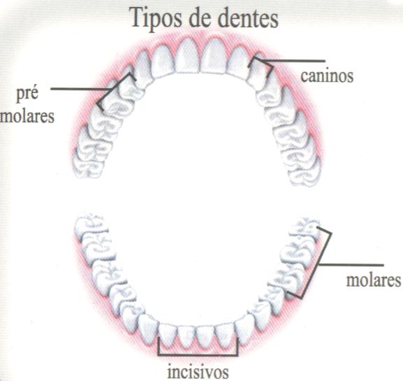 Grupos dent�rios