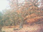 bosque de planifolios