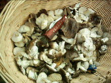 cesta con tricolomas