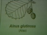 Alisos