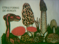Setas atipicas