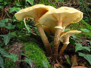 Armillaria Melea