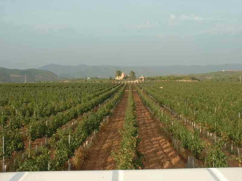 Finca de Jaumandreu