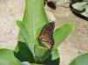 monarch.jpg (41401 bytes)