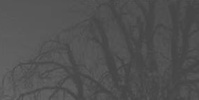 [the tree still stands]