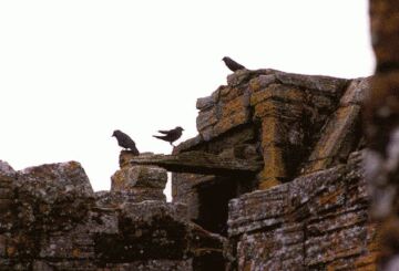 Birds in the west range ruins.