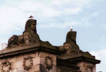 Royal Scottish Seagulls.
