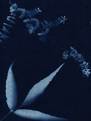 Cyanotype