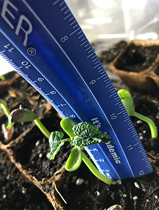 Bean Plant