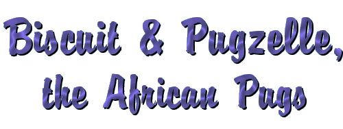 Biscuit & Pugzelle, the African Pugs