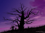 The Tree