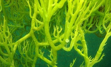 Foto Alga