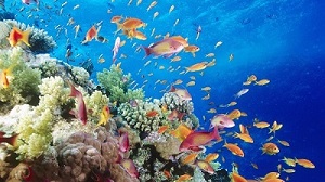 Foto de peixes nos corais