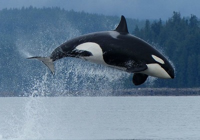Foto Orca