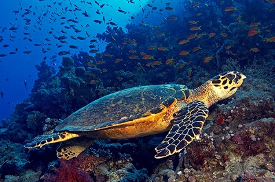 Foto tartaruga marinha
