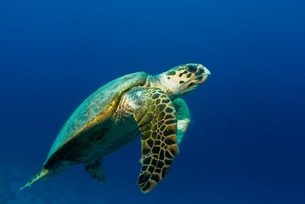 Foto tartaruga marinha