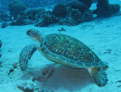 Foto tartaruga marinha