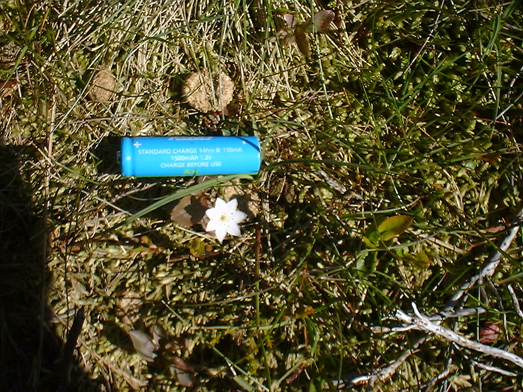 [Odd little plant- turned out to be Chickweed Wintergreen. Quite pretty.]