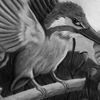bird2