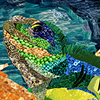 iguanacollage