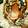 tigertypecomp