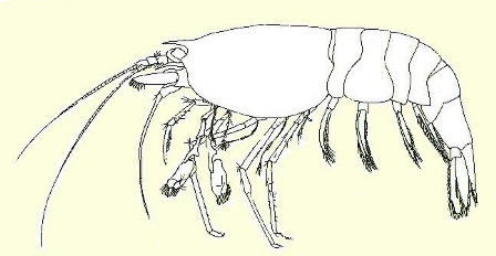 Typhlatya elenae