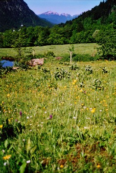 Biotop in Ettal, in welchem eine weitere Hecke gepflanzt werden soll.