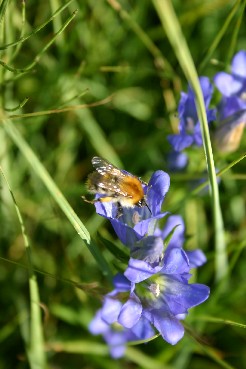Hummel auf Lungenenzian im Murnauer Moos