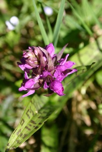 Geflecktes Knabenkraut im Biotop in Ettal.