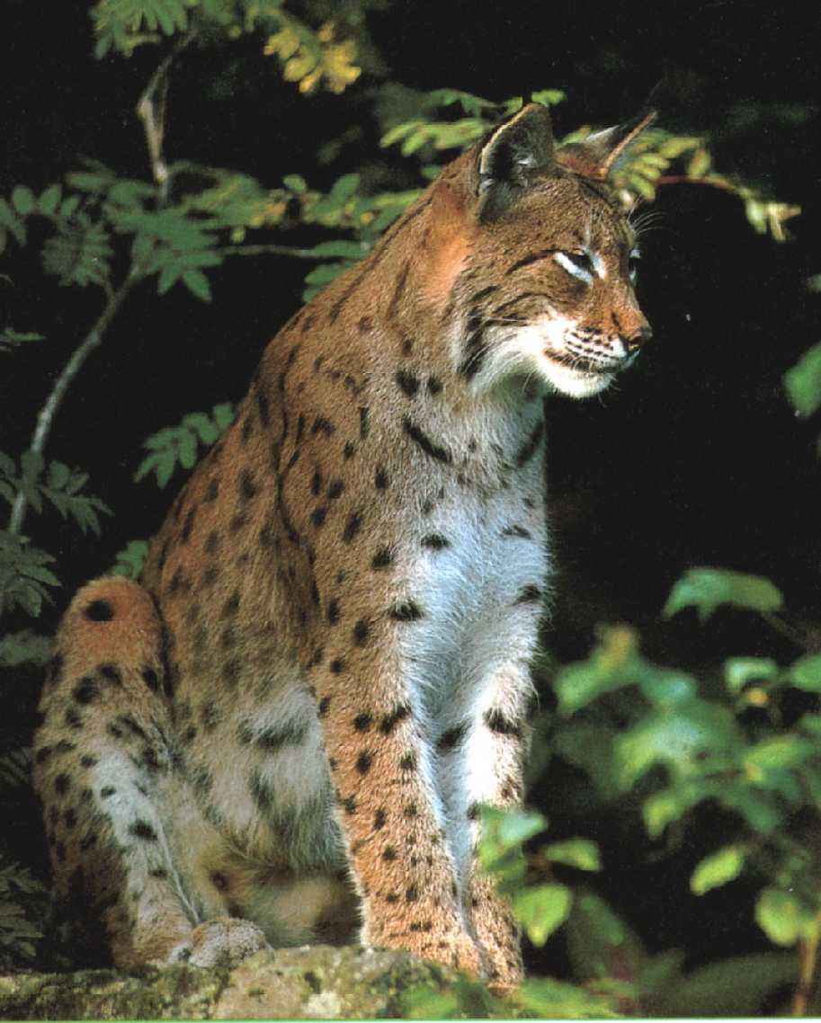 Luchs