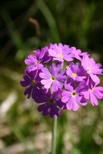 Mehlprimel im Ettaler Biotop