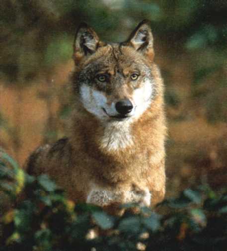 Wolf